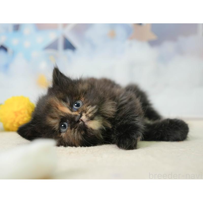 販売中の千葉県のミヌエット-137164の6枚目