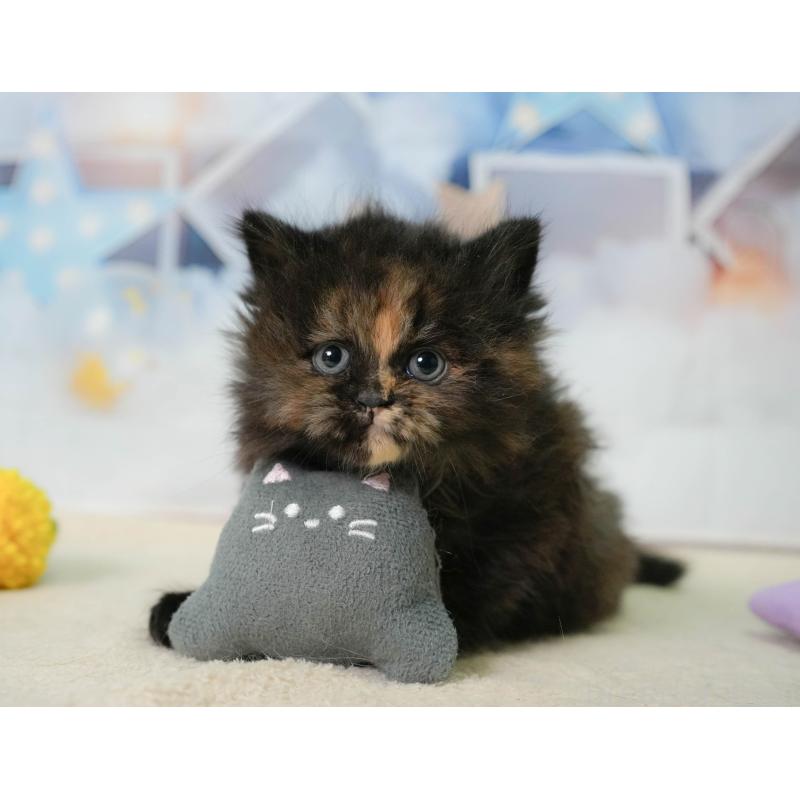 販売中の千葉県のミヌエット-137164の5枚目