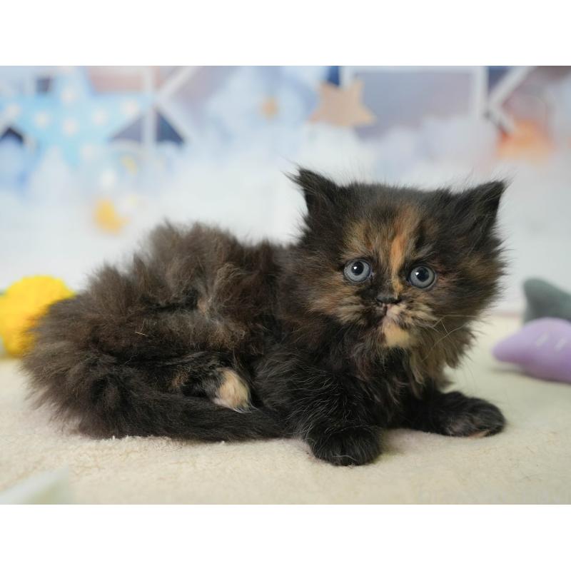 販売中の千葉県のミヌエット-137164の4枚目