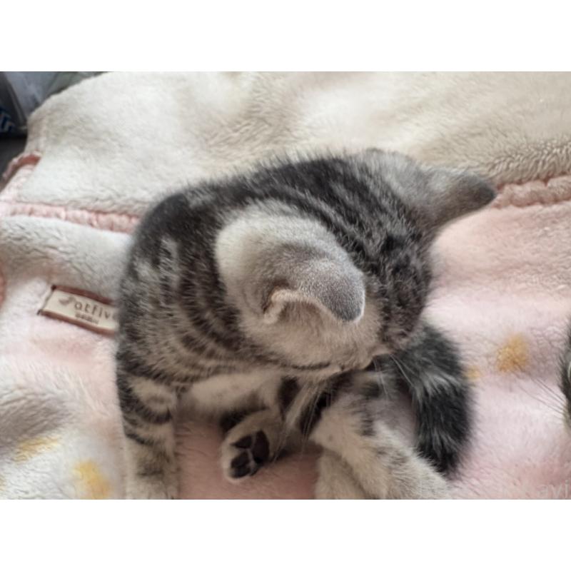 成約済の宮崎県のスコティッシュフォールド-134606の4枚目