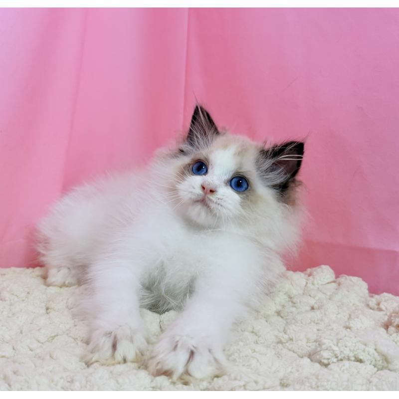 販売中の東京都のラグドール-130484の9枚目