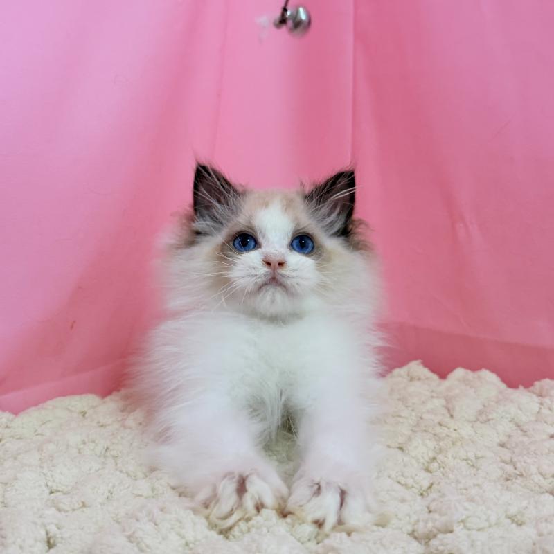 販売中の東京都のラグドール-130484の8枚目