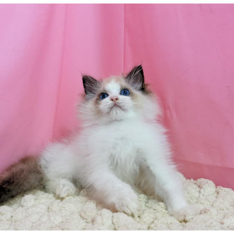 販売中の東京都のラグドール-130484の7枚目