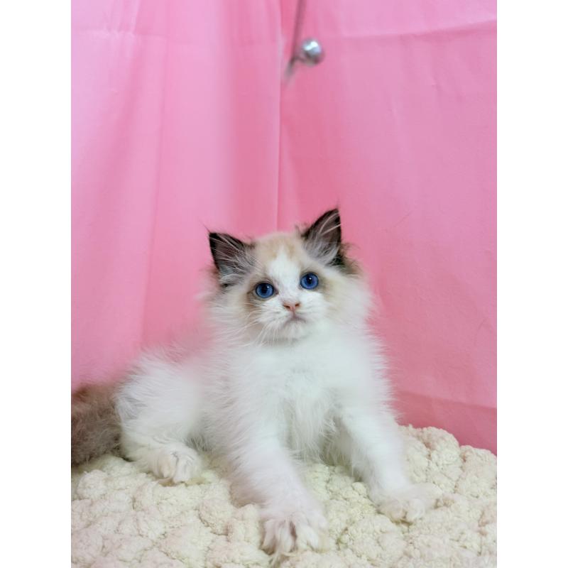 販売中の東京都のラグドール-130484の6枚目