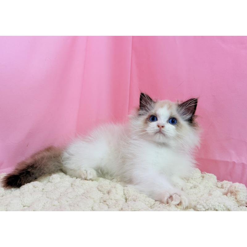 販売中の東京都のラグドール-130484の5枚目