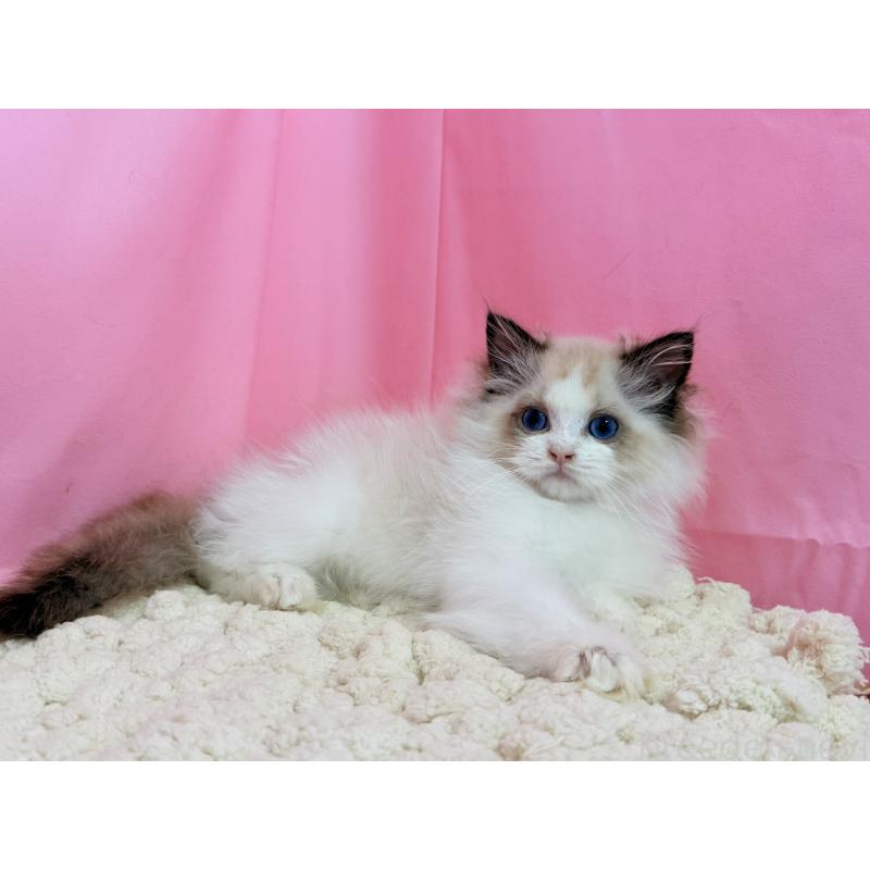 販売中の東京都のラグドール-130484の3枚目