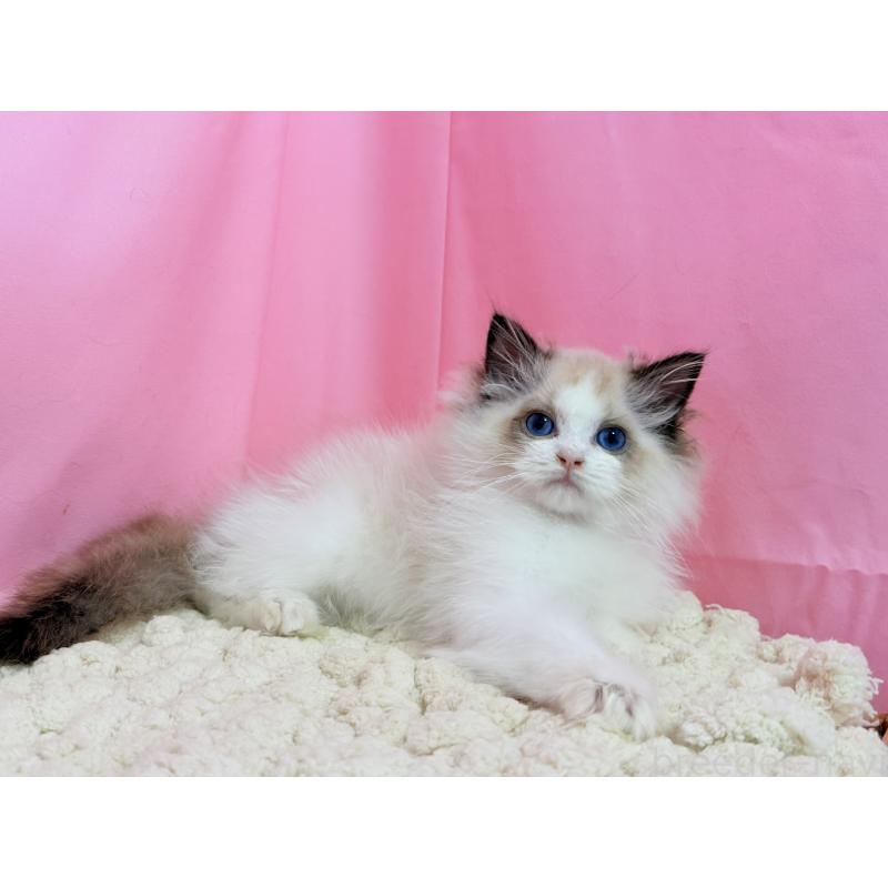 販売中の東京都のラグドール-130484の2枚目