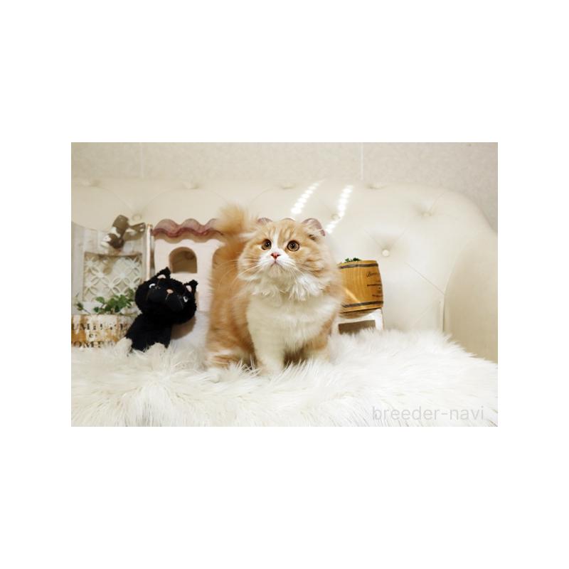 販売中の佐賀県のスコティッシュフォールド-134189の4枚目