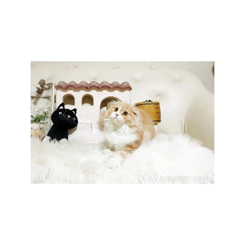 販売中の佐賀県のスコティッシュフォールド-134189の3枚目