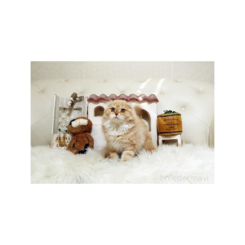 販売中の佐賀県のスコティッシュフォールド-134190の5枚目