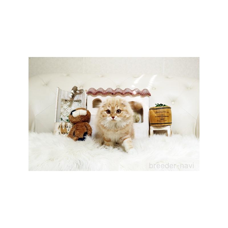 販売中の佐賀県のスコティッシュフォールド-134190の4枚目