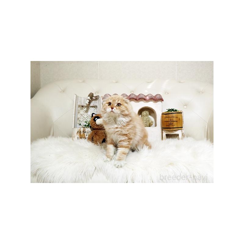 販売中の佐賀県のスコティッシュフォールド-134190の3枚目