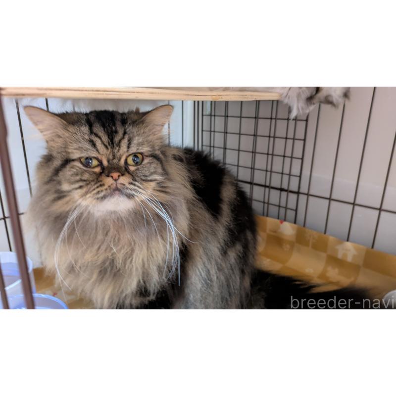 販売中の大阪府のミヌエット-81311の2枚目