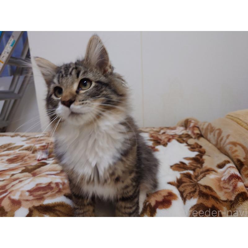 成約済の埼玉県のノルウェージャンフォレストキャット-129924の13枚目