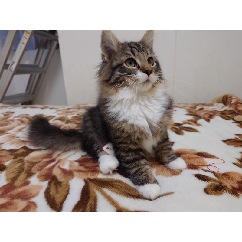 成約済の埼玉県のノルウェージャンフォレストキャット-129924の12枚目