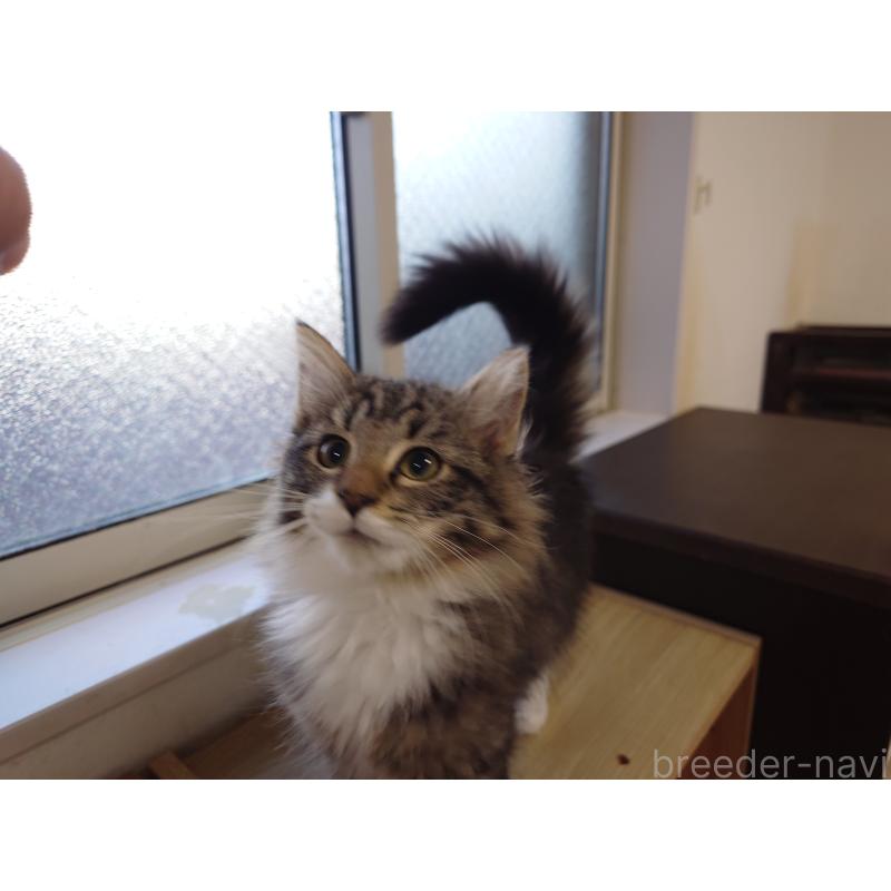 成約済の埼玉県のノルウェージャンフォレストキャット-129924の10枚目