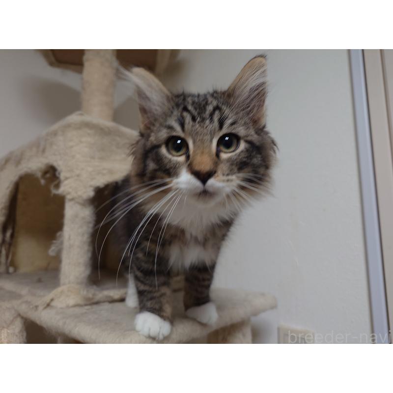 成約済の埼玉県のノルウェージャンフォレストキャット-129924の8枚目