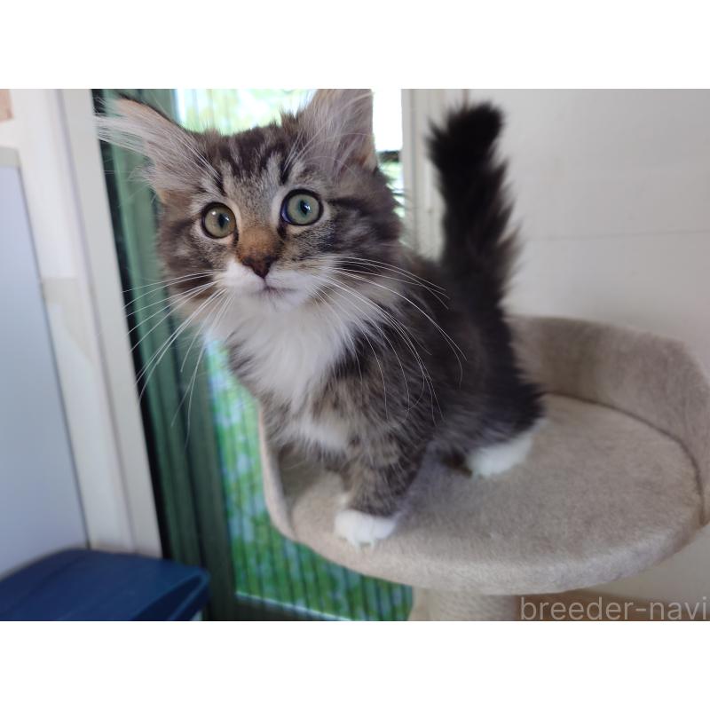 成約済の埼玉県のノルウェージャンフォレストキャット-129924の7枚目