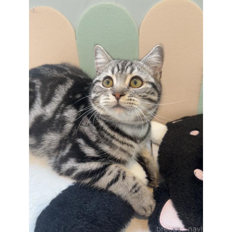 成約済の大阪府のアメリカンショートヘア-129457の7枚目