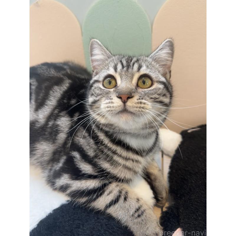 成約済の大阪府のアメリカンショートヘア-129457の6枚目