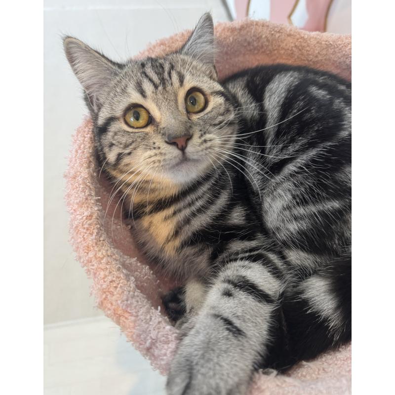 成約済の大阪府のアメリカンショートヘア-129457の4枚目