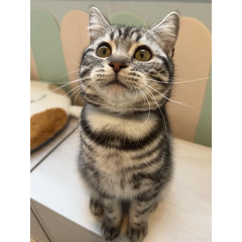 販売中の大阪府のアメリカンショートヘア-129457