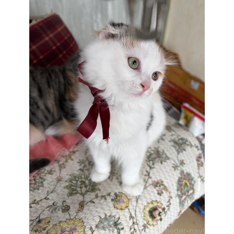 販売中の神奈川県のスコティッシュフォールド(折れ耳)-132865の8枚目