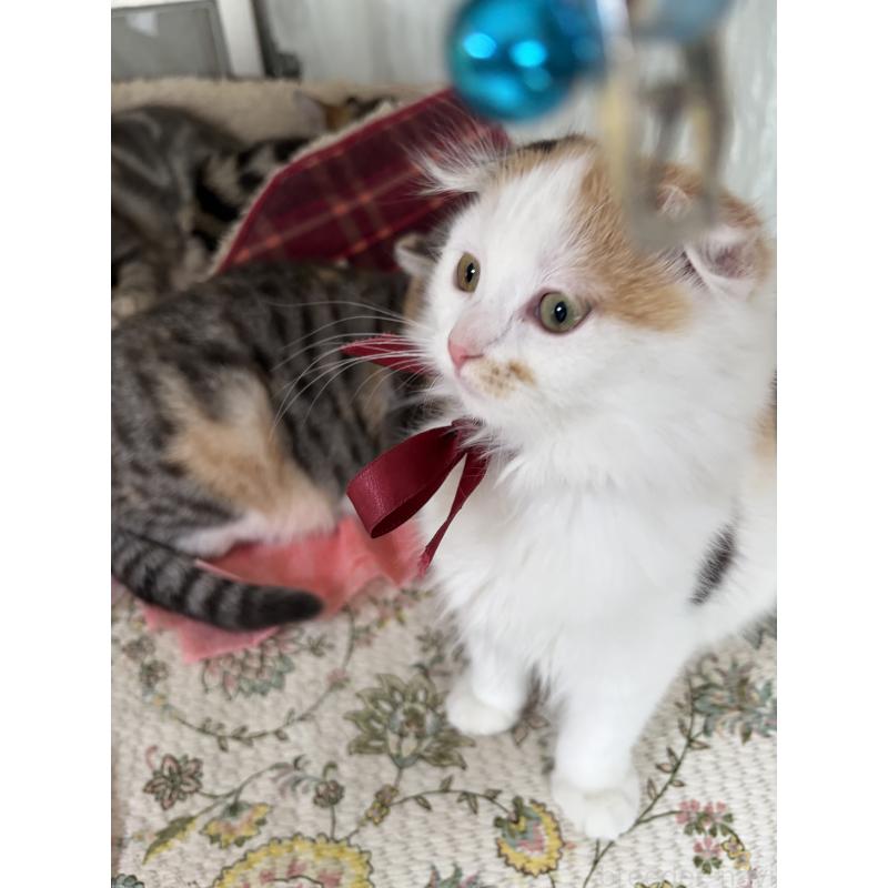 販売中の神奈川県のスコティッシュフォールド(折れ耳)-132865の7枚目