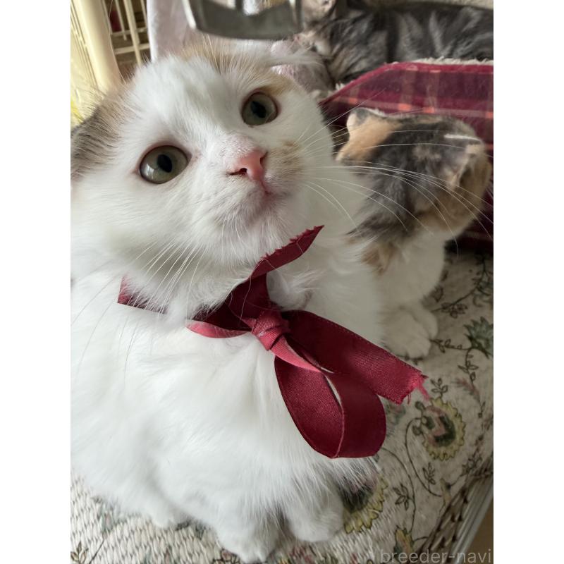 販売中の神奈川県のスコティッシュフォールド(折れ耳)-132865の6枚目