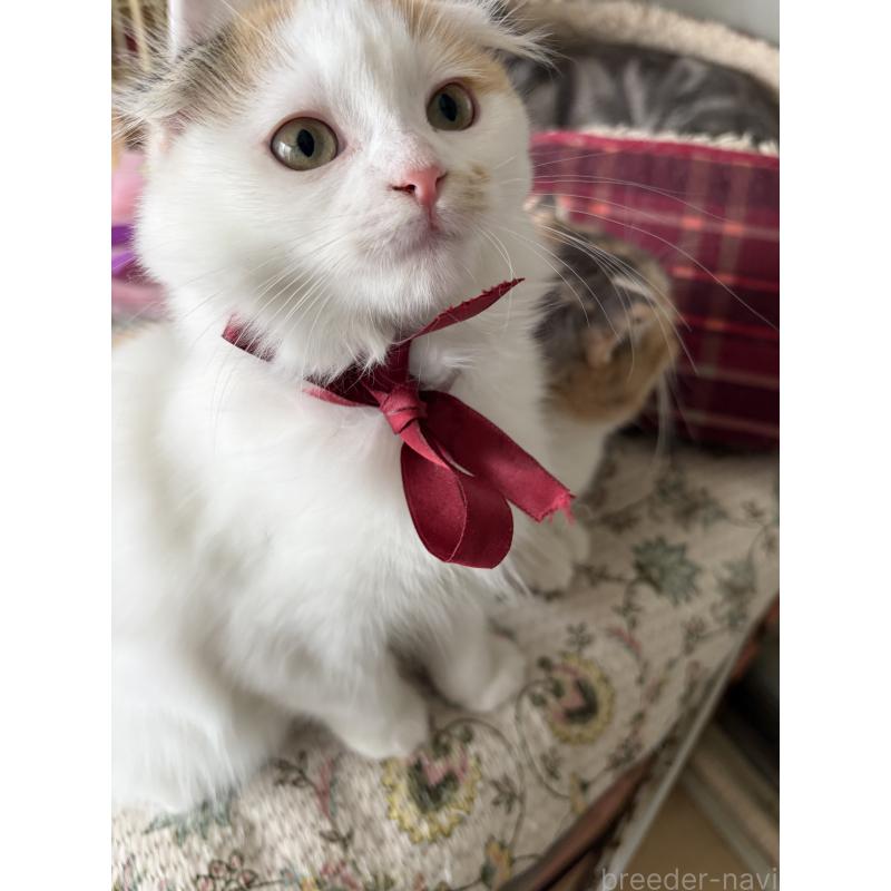 販売中の神奈川県のスコティッシュフォールド(折れ耳)-132865の5枚目