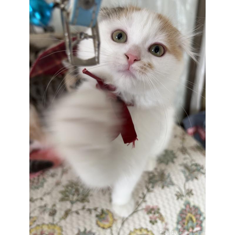 販売中の神奈川県のスコティッシュフォールド(折れ耳)-132865の4枚目