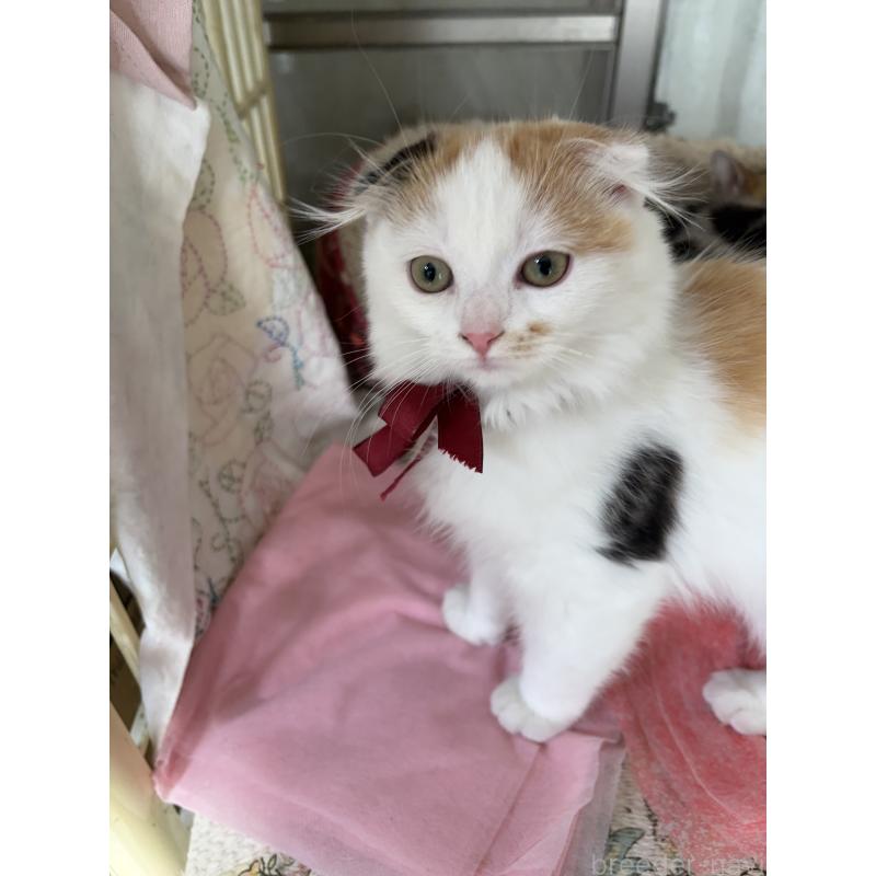 販売中の神奈川県のスコティッシュフォールド(折れ耳)-132865の3枚目