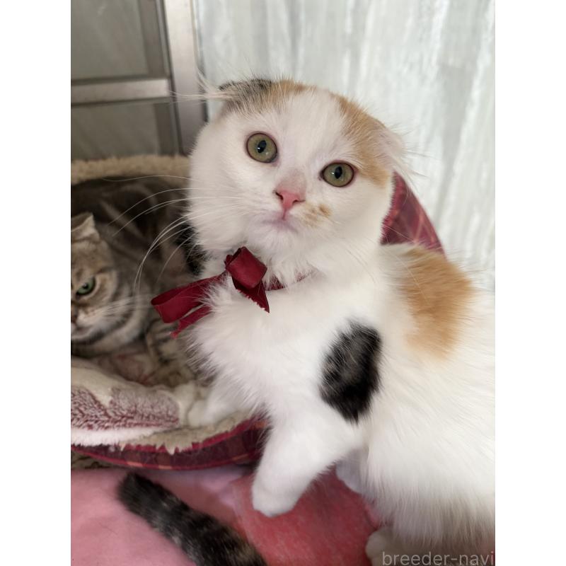 販売中の神奈川県のスコティッシュフォールド(折れ耳)-132865の2枚目