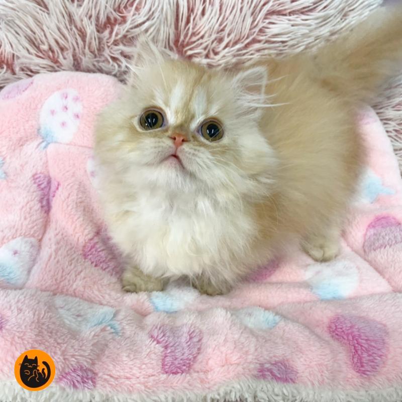 成約済の大阪府のミヌエット(短足)-133367の1枚目