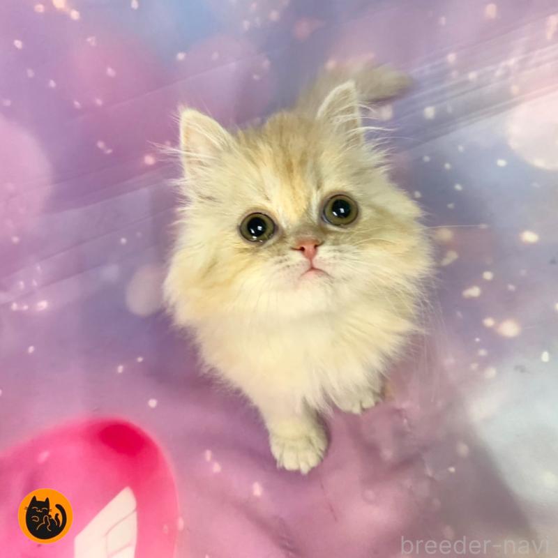 販売中の大阪府のミヌエット-133365