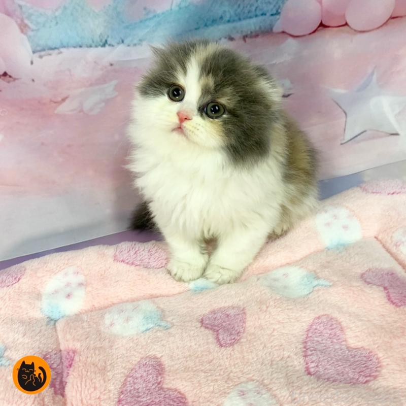 販売中の大阪府のスコティッシュフォールド(折れ耳)-135598