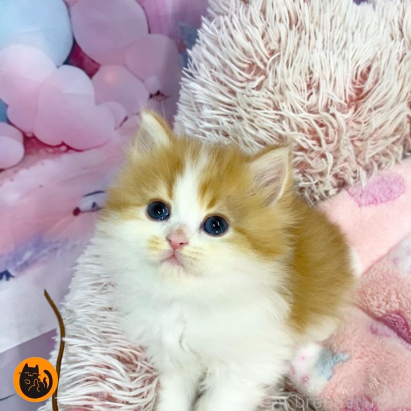 販売中の大阪府のスコティッシュフォールド-135597