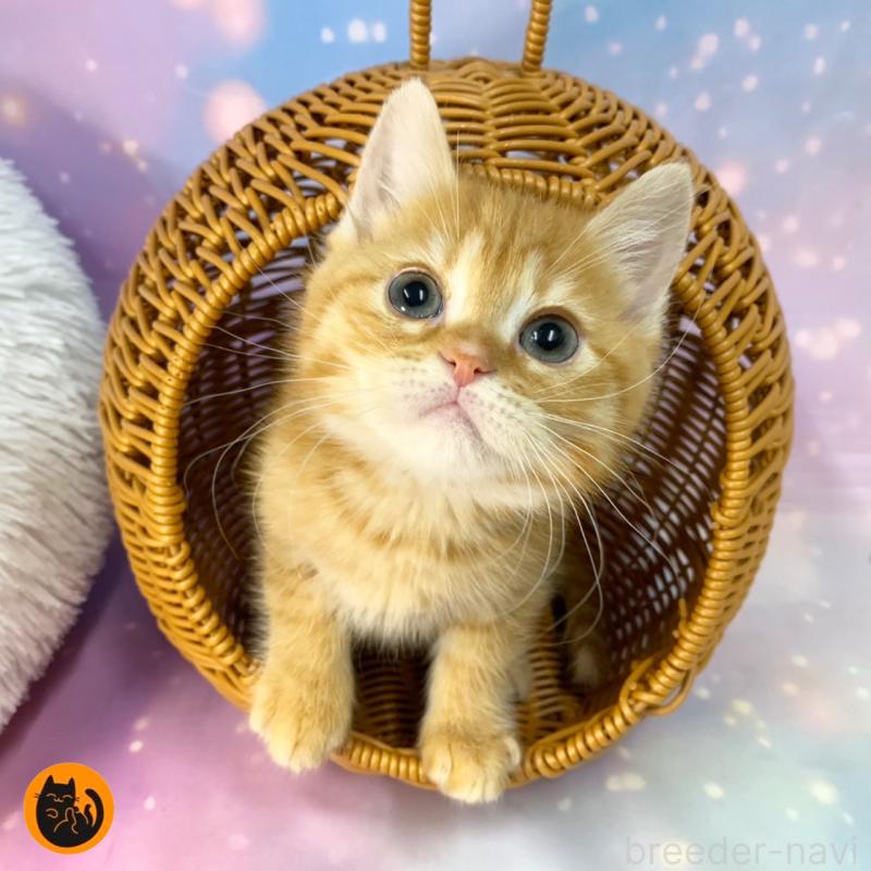 販売中の大阪府のスコティッシュフォールド-135593