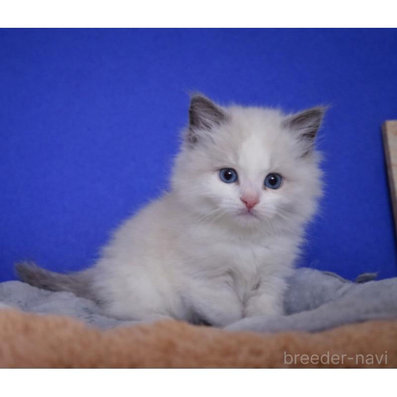 販売中の大阪府のラグドール-136589の7枚目