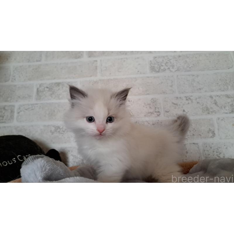 販売中の大阪府のラグドール-136589の6枚目