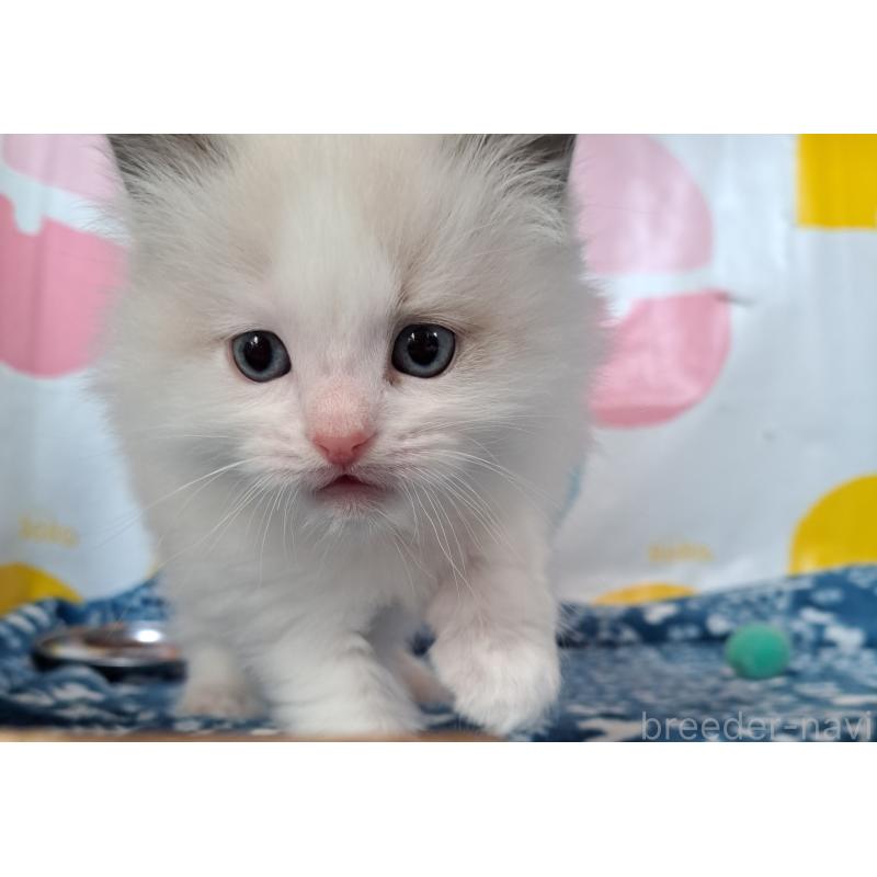 販売中の大阪府のラグドール-136589の5枚目