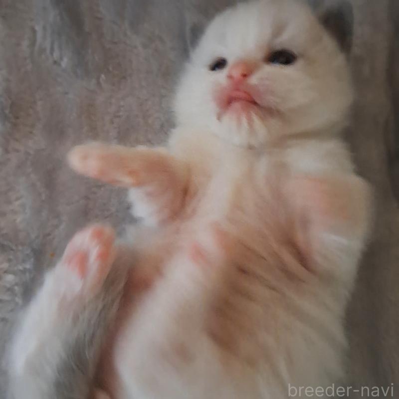 販売中の大阪府のラグドール-136589の3枚目