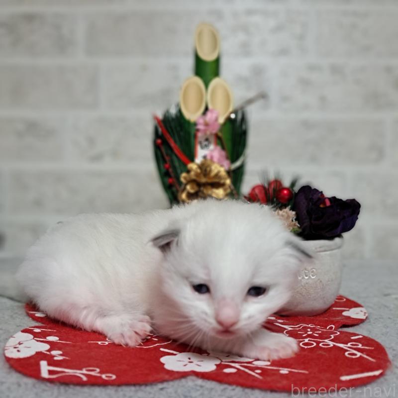 販売中の大阪府のラグドール-136589の2枚目