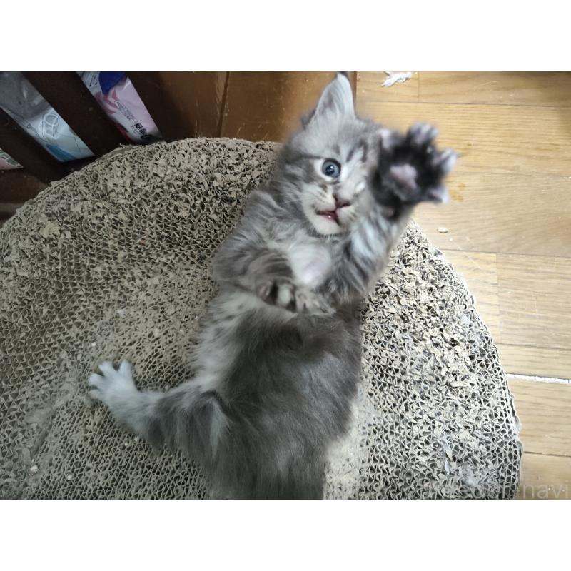 販売中の千葉県のメインクーン-136587の5枚目