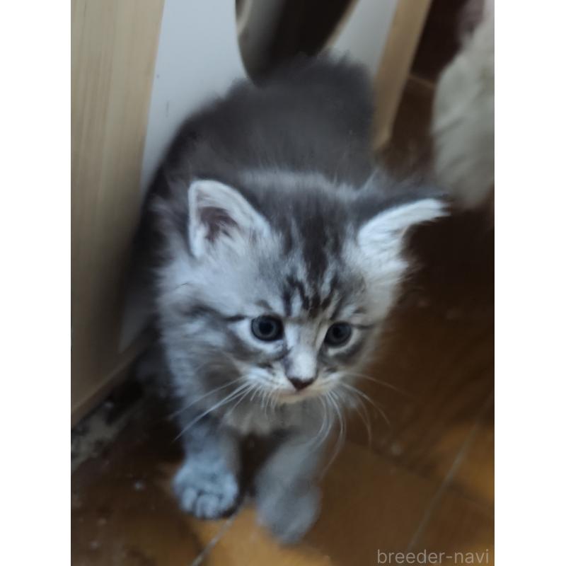 販売中の千葉県のメインクーン-136587の4枚目