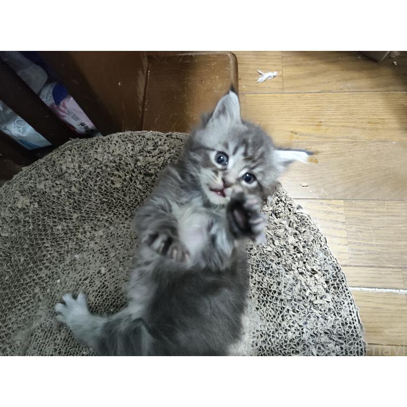 販売中の千葉県のメインクーン-136587の3枚目