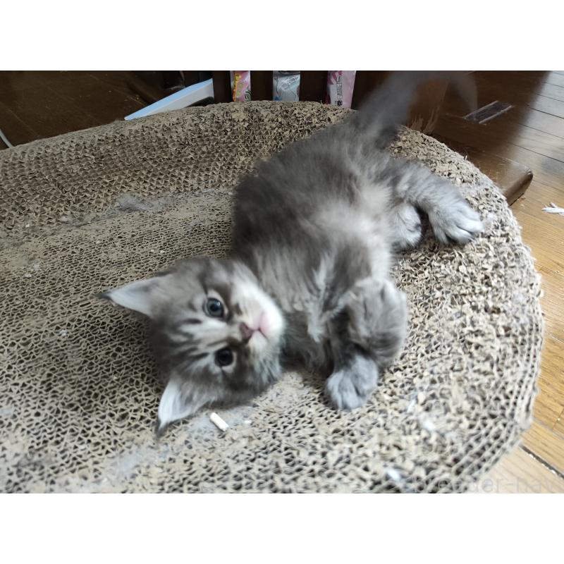 販売中の千葉県のメインクーン-136587の2枚目