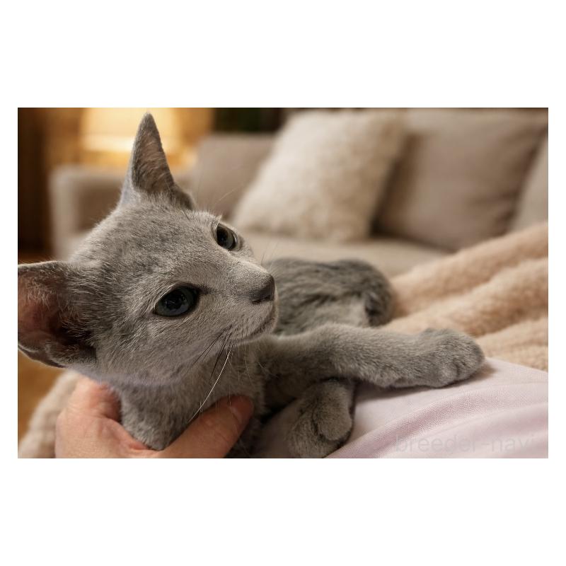 販売中の埼玉県のロシアンブルー-133759