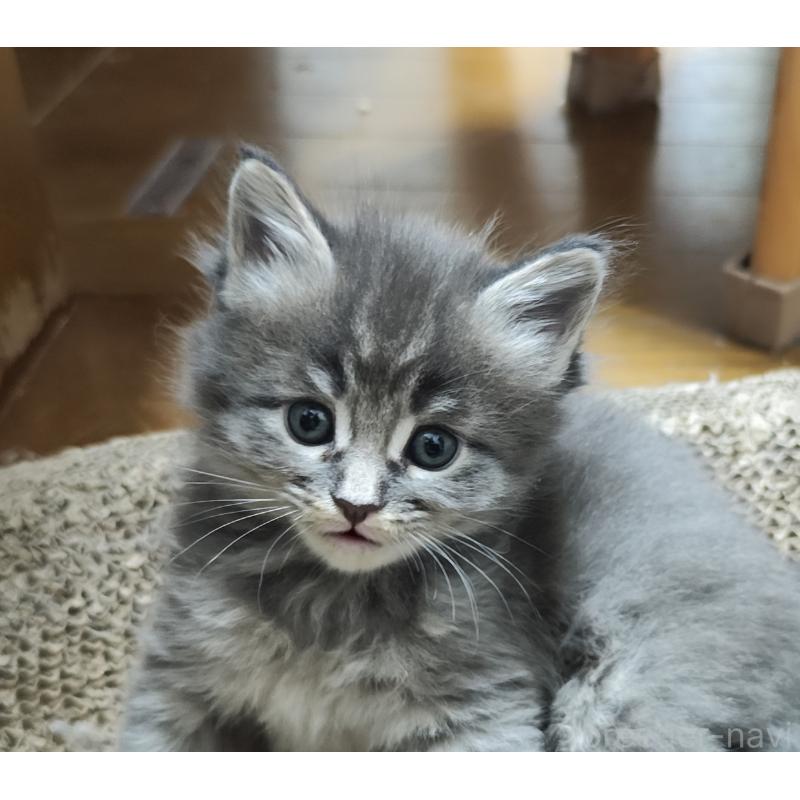 販売中の千葉県のメインクーン-136588の4枚目