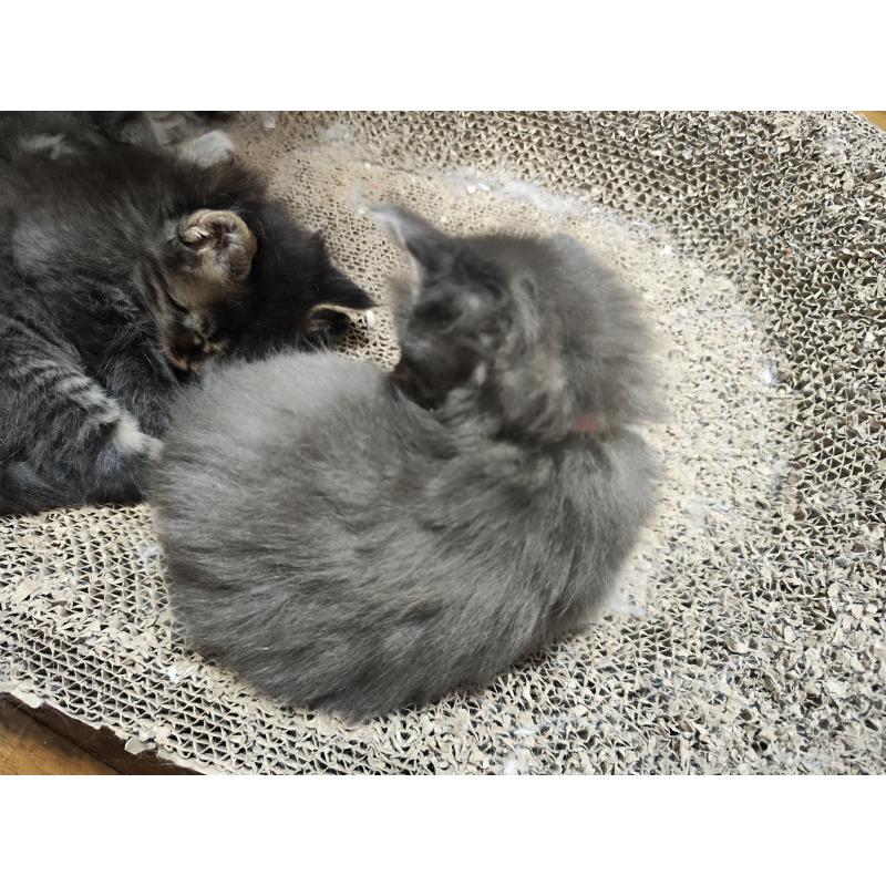 販売中の千葉県のメインクーン-136588の2枚目